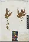 Foto von Salix alba subsp. alba L. x Salix babylonica L.